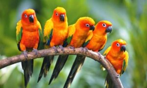 Reprodução dos pássaros: tudo o que você precisa saber