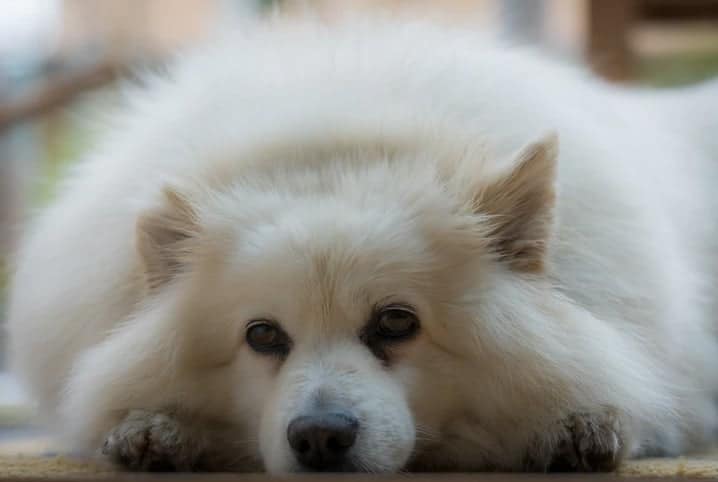 Cachorro deitado.