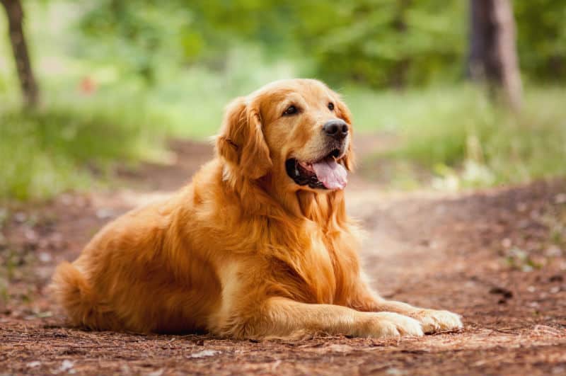 Cachorro deitado na grama.