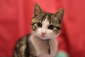 Confira dicas de como limpar dente de gato