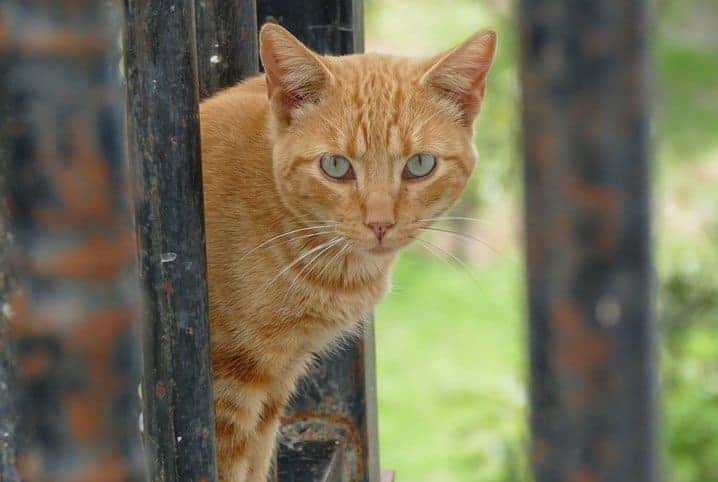 Gatos de três patas, Saúde do gato e cuidados