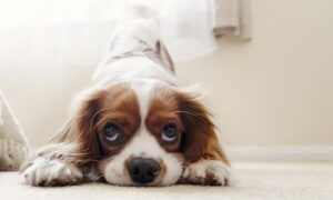 É possível identificar fezes de cachorro com giárdia?