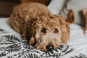 Cachorro com náusea: sinal preocupante ou somente um mal-estar?