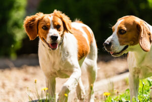 Cachorro pode cruzar com irmão? Descubra já
