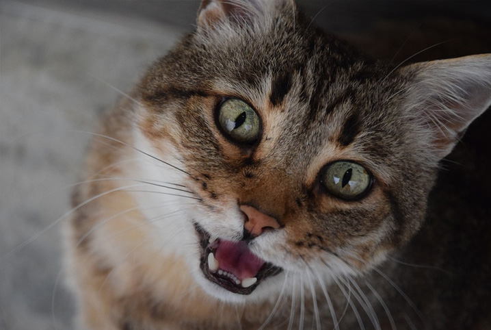 Gato com a boca aberta olhando para a foto.