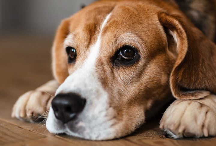 Cachorro deitado.