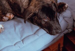 Cachorro estrábico: conheça o mundo dos pets vesgos
