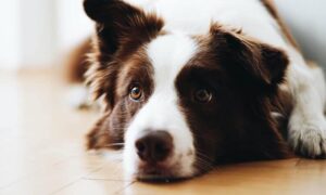 Notou cachorro lambendo muito a barriga? Descubra o porquê!