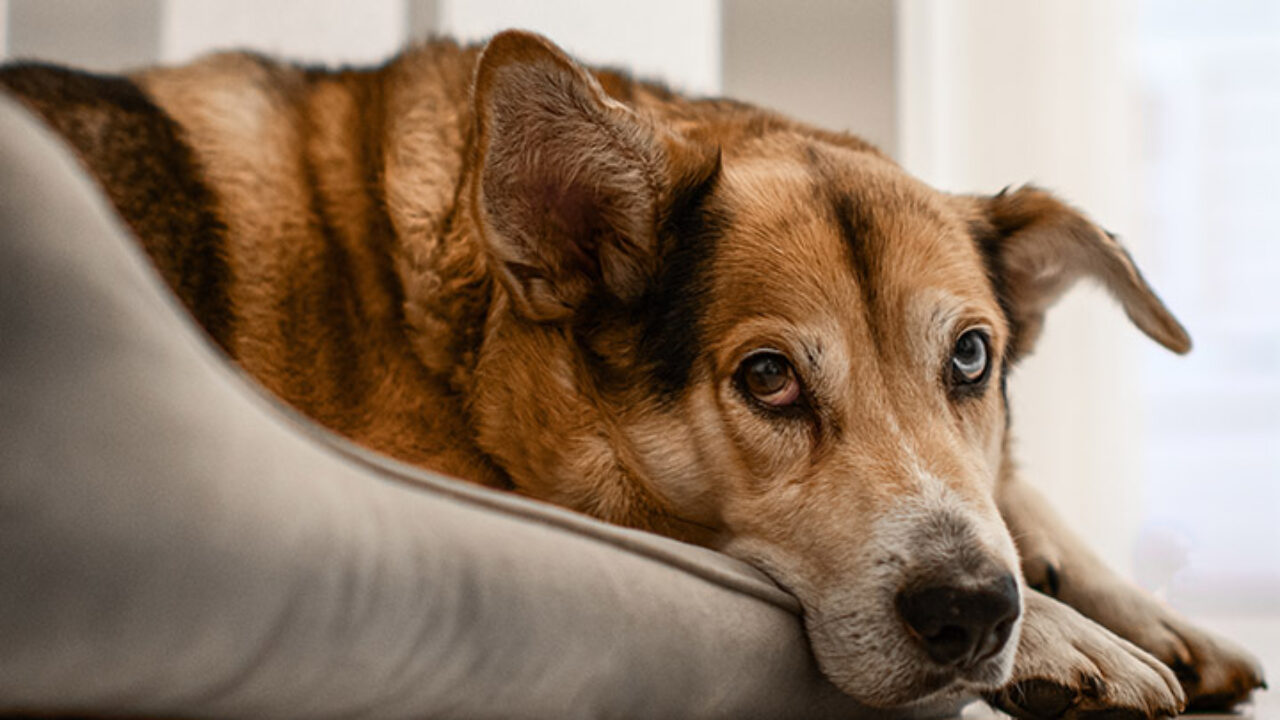 Descubra se remela no olho do cachorro pode ser verme