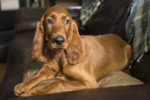 Paralisia repentina em cachorro: conheça as causas