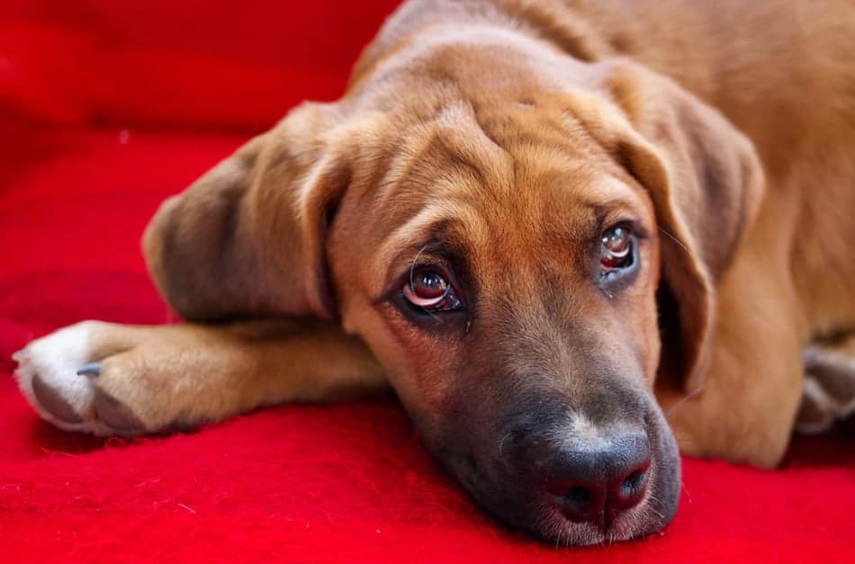 Remela no olho de cachorro.