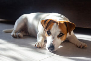 A hora de se despedir: confira mais sobre a eutanásia em cães