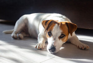 Descubra se remela no olho do cachorro pode ser verme