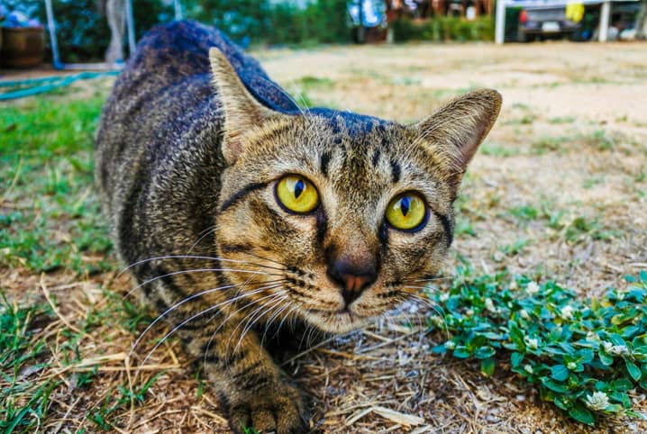 Gato em local com grama