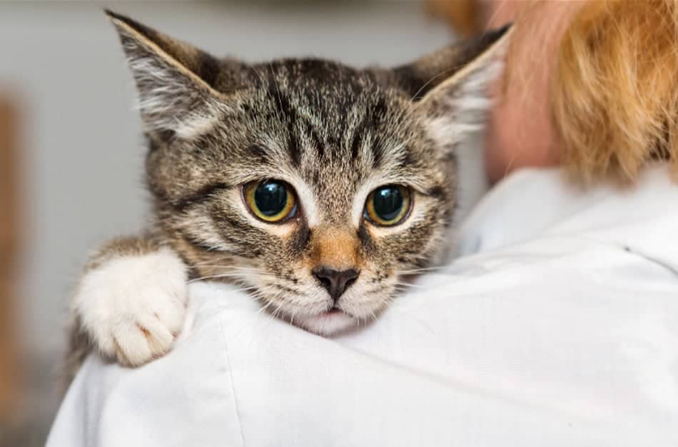 Gato em colo de veterinário