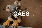 Cães