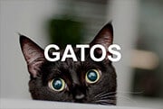 Gatos