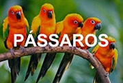 Pássaros