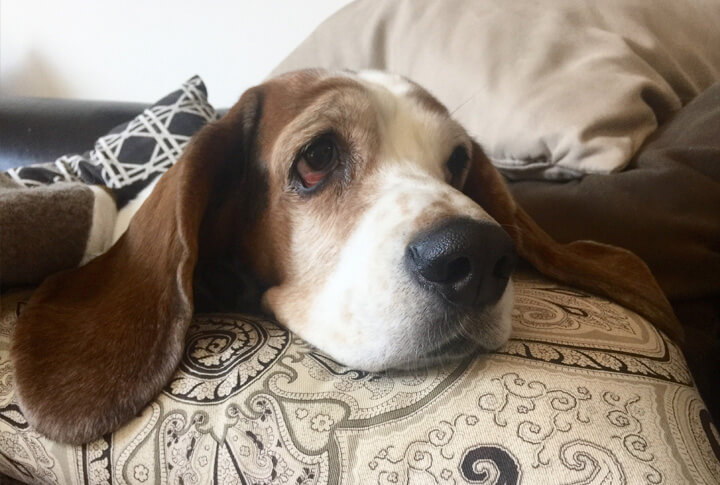 cachorro com a língua roxa